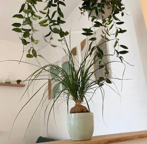 Apartment Cocon Douillet Pres De La Gare. Nancy